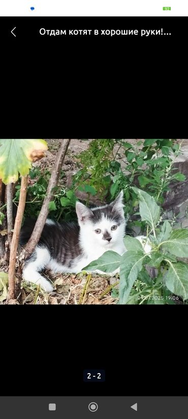 объявление о находке документов: Отдам котят в хорошие руки три с половиной месяца всё кушают к латку