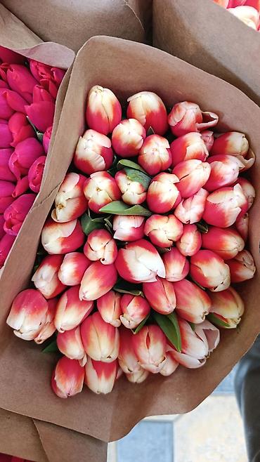 Букеты из живых цветов: Тюльпаны с тепличной выгонки — оптом и для флористов. - Ассортимент — 11