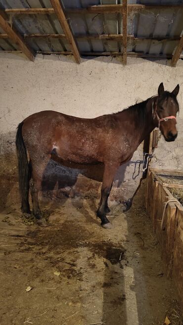 купить инкубационное яйцо с доставкой в регионы: Сатам | Жылкы (эркек) | Көбөйтүү үчүн