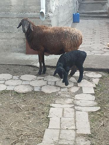 Баран, овца: Продаю | Овца (самка) | Для разведения | Матка — 9