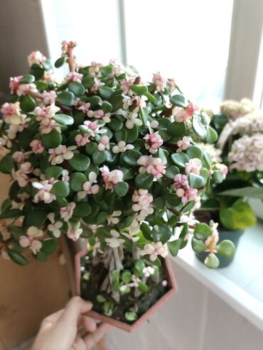 уличная гирлянда из лампочек купить: Комнатные цветы, портулакария