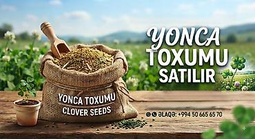 Məhsul: Yonca toxumu (Clover Seeds) kilosu 9 manat razilasmaq olar