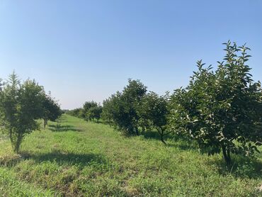 Mənzillər: 141 sot, Kənd təsərrüfatı, Mülkiyyətçi