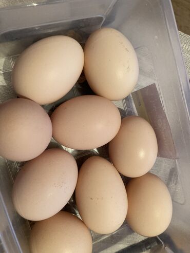 yumurta qabı: Mayalı yumurta 🥚 40q