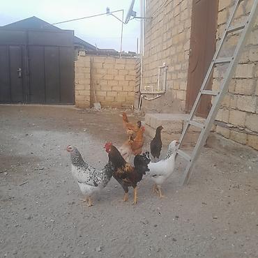 bulbul satışı: Hamisi cavandi pula ehtiyac var hoptum satilir 2si yumurtlayir o — 1