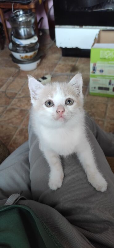 шотландский прямоухий кот: Кошечка ищет уютный дом и любящую семью. возраст 2 месяца, от блох и