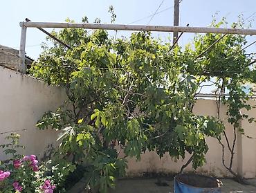 susa: 3 otaqlı, 272 kv. m — 3