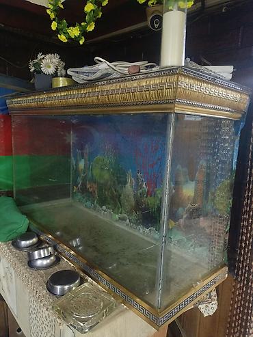 100 l akvarium: Salam. Akvarium satılır. Çok gözəl akvariumdu. Barter de olunur — 6