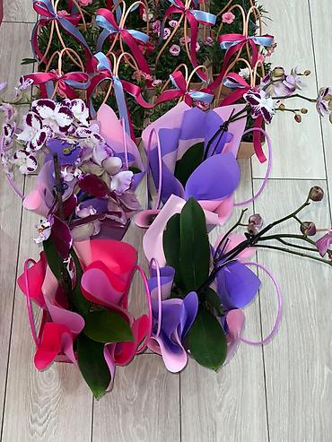 Каланхоэ: Каланхоэ в декоративном пакете‑кашпо “Specially” - Живые горшечные — 9