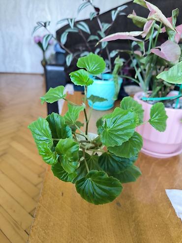 ucuz gul buketleri: 🌱 Begonia zoğları satılır! 4 ədəd zoğ — 1 AZN. 🌸 Çiçəkləri — 2