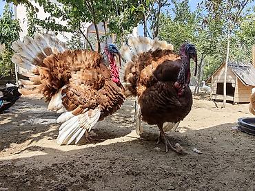 Hinduşkalar: Erkək, Holland, Yumurtalıq, Ünvandan götürmə — 5