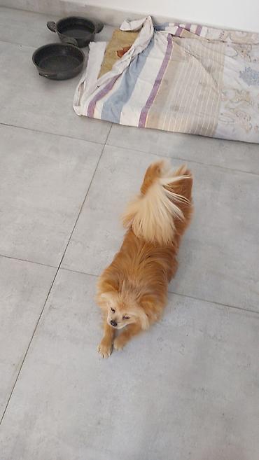 İtlər: Şpitz, 10 ay, Erkək, Sənədli, Ünvandan götürmə — 2