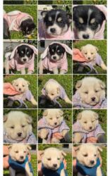 Psi: POKLANJAM štence mesanci haskija i ptičara,očišćeni od — 1