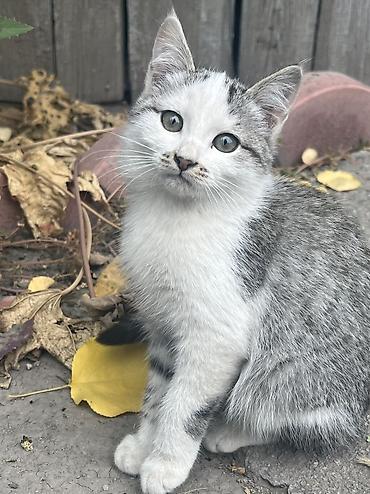 Үй жаныбарлары: Котята домашние, от кошки на фото. 3 котенка - Возраст: примерно — 3