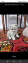 где можно купить шотландского вислоухого котенка: Продаю веселухи породистые котята остались двое остальных разобрали к