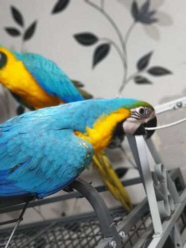 kavez za ptice: Plavi i zlatni gacaws moja beba super blesava pitoma odgajana plava i