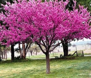 sarmasiq qizil guller: Cercis agac gulu olculer muxtelifdir her nov gul ve dekorativ