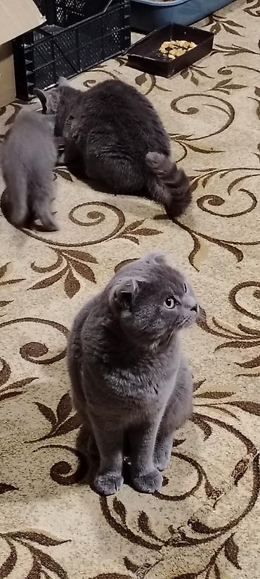 cane corso yavru: Şotland yastı qulaq, Erkək, Yaxşı əllərə, Ünvandan götürmə — 4