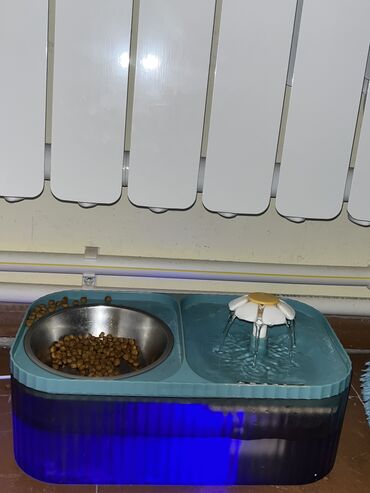 Pişiklər: Şotland uzun tüklü, Erkək, Yaxşı əllərə, Ünvandan götürmə — 5