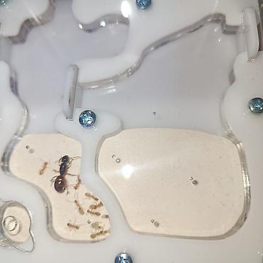 Другие животные: ‼️Колонии Муравьев с Формикариями разныные колоний большой выбор — 12