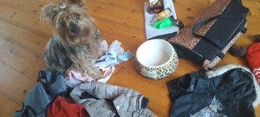 it satisi 2021: Yorkşir teryer, 10 ay, Dişi