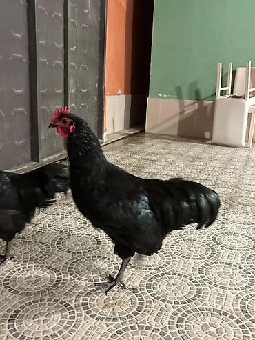 esek: Qara rəngli damazlıq xoruz Avstralop - Tam qara lələk örtüyü — 1