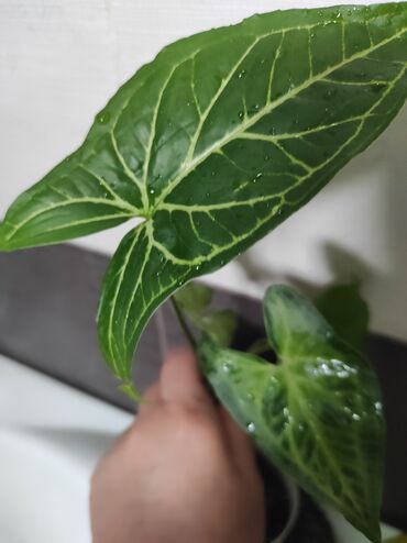 Отдам даром: Отдам за каждый срез растения 2 кг сахара — 6