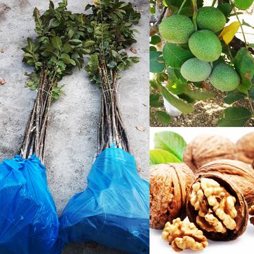 Tinglər: Məhsul: meyvə tingləri Xüsusiyyətlər: - Hər növ meyvə tingləri — 14