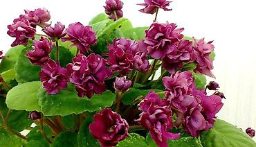 Фиалки и глоксинии: 🌱🌺🌱 Продаю сортовые ДЕТКИ,СТАРТЕРЫ стандартных, трейлерныхмини и — 13