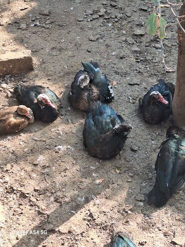 Toyuqlar: Təsərrüfat üçün müxtəlif ev quşları - Toyuqlar və xoruz: şəkillərdə — 6