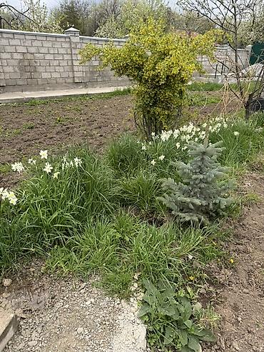 Долгосрочная аренда домов: 32 м², 2 комнаты — 9