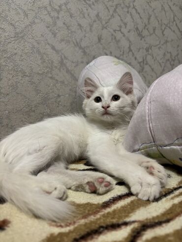 бенгальская кошка: 2 айлык, Эркек, Ак, Лотокко барууга үйрөтүлгөн, Курттардан тазаланган
