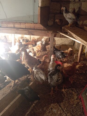 Cücələr: Toyuq cücələri, Ətlik — 9