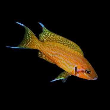 корм для кошек: Yırtıcı, Ünvandan götürmə, Ödənişli çatdırılma