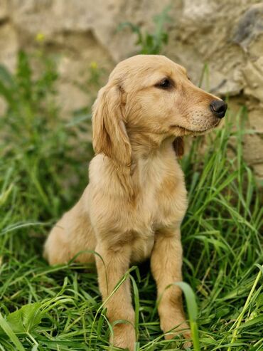 golden retriever: Retriever, 3 ay, Erkek, Peyvəndli, Ünvandan götürmə