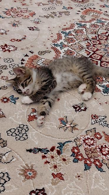 Pişiklər: Erkək, Ünvandan götürmə — 8