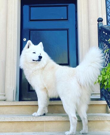 İtlər: Samoyed — 9