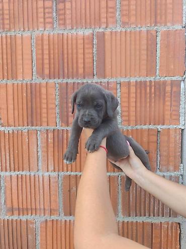 Psi: Cane Corso štenci šampionskog porekla! Tražite moćnog čuvara i odanog na lalafo.rs — 6 Psi: Cane Corso štenci šampionskog porekla! Tražite moćnog čuvara i odanog — 6