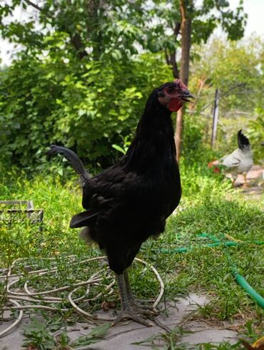купить живого орла: **🐦⬛ Чёрные великаны – эталон мясо-яичной птицы в Бишкеке** **В