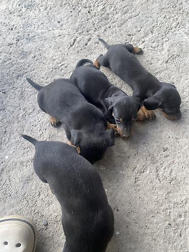 парода швиц: 🐶 Щенки чистопродной таксы — 4 щенка ватсап Продаются 4 — 6