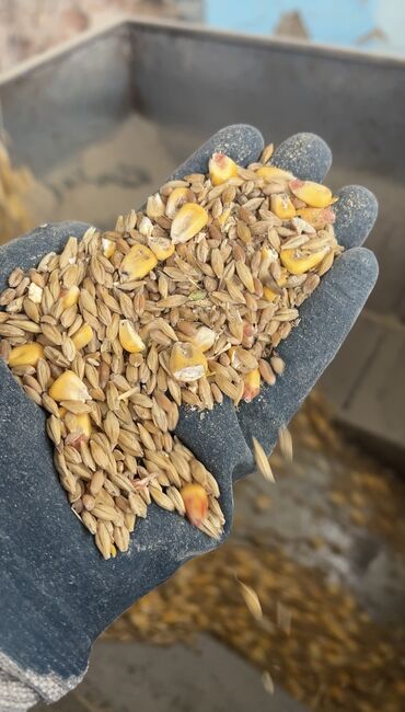 Корма для с/х животных: Продаю дробленка 3в1 в мешках с погрузкой Ячмень кукуруза пшеница