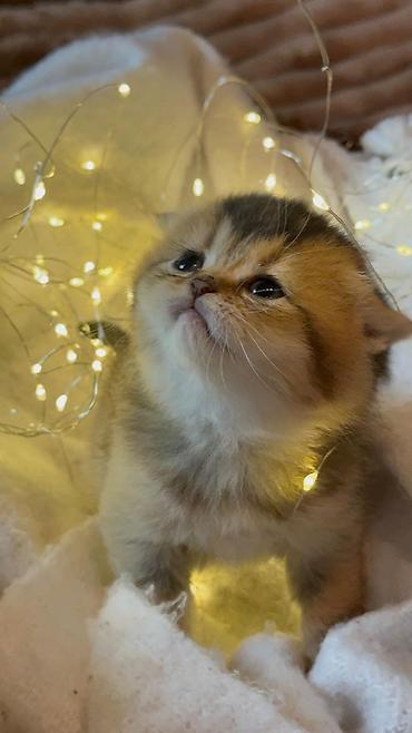 Pişiklər: Britan, Erkək, Ödənişli çatdırılma — 11