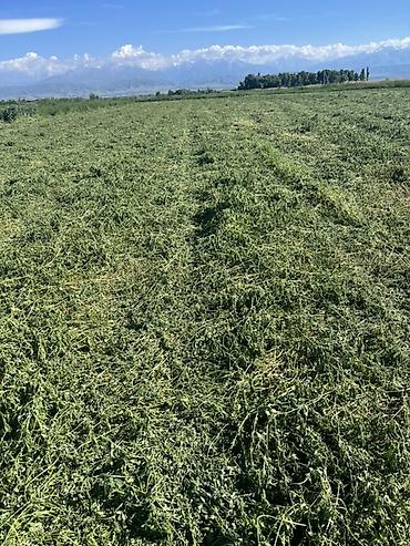 Корма для с/х животных: Беде тюк сатылат Сокулукта. 2-3 чү орум,беде суугарылган, гүлдөтүп — 9