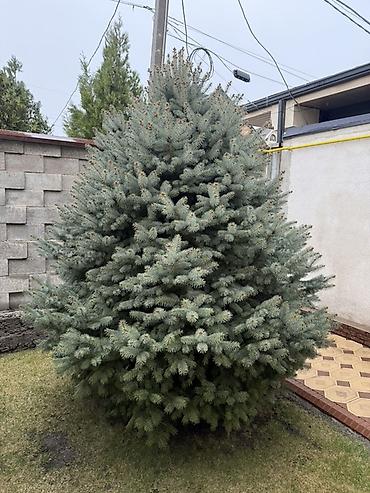 Ель: Продаю Ели голубые от 2-4 метров, колоновидные туи 4 метровые: густые — 14