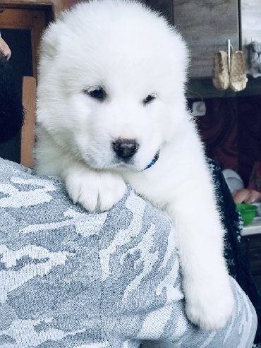 İtlər: Алабай (Alabay) Племенной питомник предлагает щенков среднеазиатской — 28