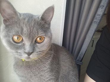 Pişiklər: Britan, Dişi, Yaxşı əllərə, Ünvandan götürmə — 11