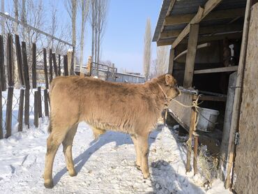 Коровы, быки: Продаю | Бык (самец) | На откорм | Привязанные — 2