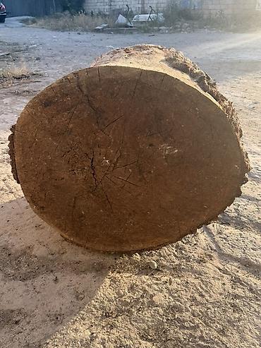 2 ci əl yolka: 🌳 ƏSL PALID KÖTÜKLƏRİ SATILIR! 🌳 Belə kötüklər hər yerdə tapılmır! — 2