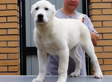 İtlər: Алабай (Alabay) Племенной питомник предлагает щенков среднеазиатской — 7