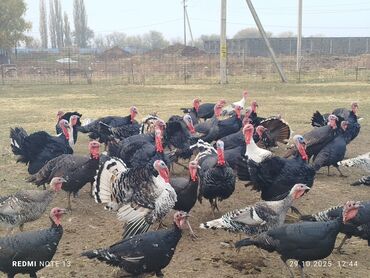 сколько стоит 1 кг домашних пельменей: Индюктар сатылат.порода Черный принц
3000с at lalafo.kg сколько стоит 1 кг домашних пельменей: Индюктар сатылат.порода Черный принц
3000с